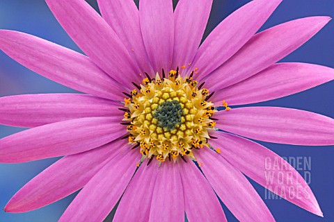 OSTEOSPERMUM_AFRICAN_DAISY