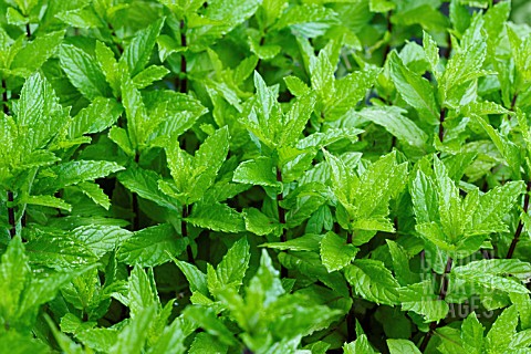 MENTHA_MINT