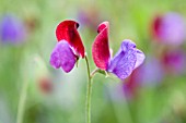 LATHYRUS ODORATUS, SWEET PEA