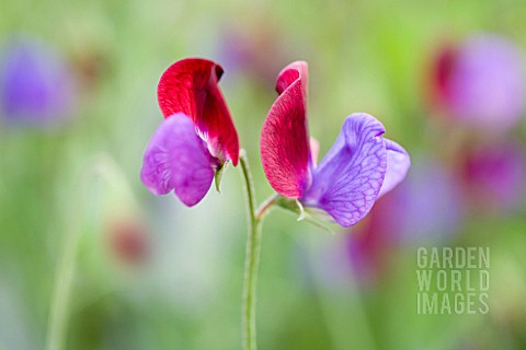 LATHYRUS_ODORATUS_SWEET_PEA