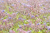 BORAGO OFFICINALIS, BORAGE