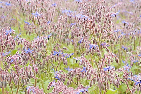 BORAGO_OFFICINALIS_BORAGE