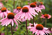 ECHINACEA PURPUREA, ECHINACEA, PURPLE CONEFLOWER