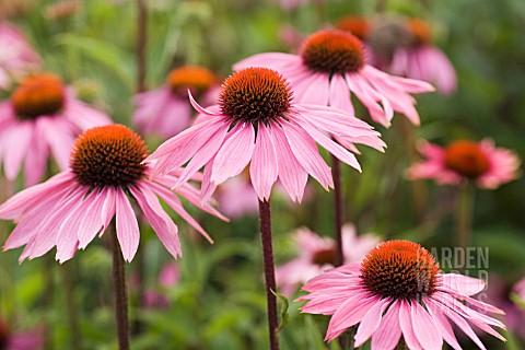 ECHINACEA_PURPUREA_ECHINACEA_PURPLE_CONEFLOWER