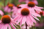 ECHINACEA PURPUREA, ECHINACEA, PURPLE CONEFLOWER