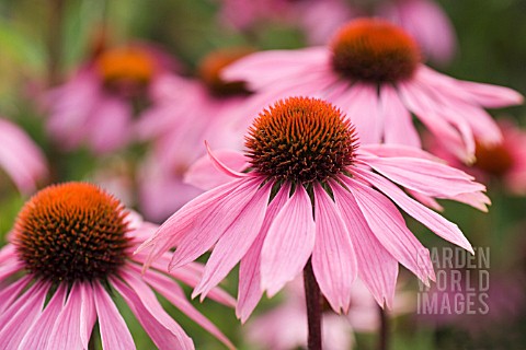 ECHINACEA_PURPUREA_ECHINACEA_PURPLE_CONEFLOWER