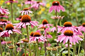 ECHINACEA PURPUREA, ECHINACEA, PURPLE CONEFLOWER