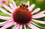 ECHINACEA PURPUREA, ECHINACEA, PURPLE CONEFLOWER