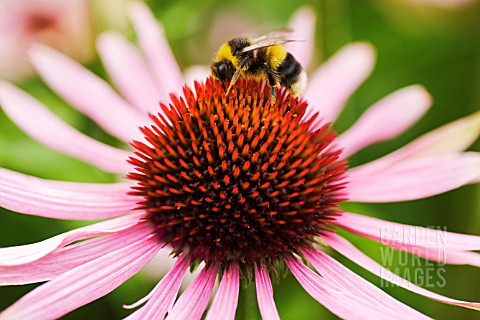 ECHINACEA_PURPUREA_ECHINACEA_PURPLE_CONEFLOWER