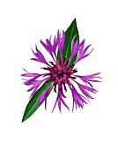 CENTAUREA MONTANA, CORNFLOWER, PERENNIAL CORNFLOWER