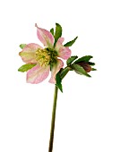 HELLEBORUS PURPURASCENS, HELLEBORE