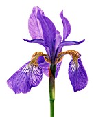 IRIS SIBIRICA, IRIS - SIBERIAN IRIS