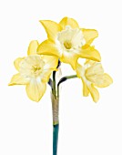 NARCISSUS, DAFFODIL