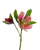 HELLEBORUS PURPURASCENS, HELLEBORE