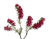 ERICA, HEATHER, WINTER HEATH, SPRING HEATH, BELL HEATHER