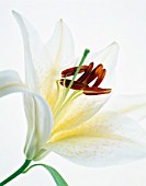 LILIUM, LILY