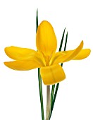 CROCUS, YELLOW