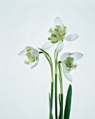 GALANTHUS NIVALIS, SNOWDROP - DOUBLE SNOWDROP