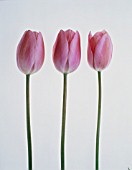 TULIPA, TULIP