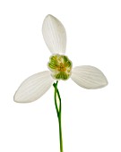 GALANTHUS NIVALIS, SNOWDROP