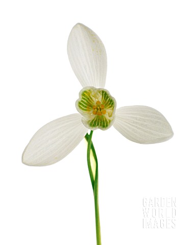 GALANTHUS_NIVALIS_SNOWDROP