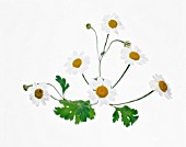 TANACETUM PARTHENIUM, FEVERFEW