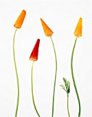 ESCHSCHOLZIA CALIFORNICA, POPPY - CALIFORNIAN POPPY