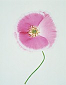 PAPAVER RHOEAS SHIRLEY SERIES, POPPY - SHIRLEY POPPY