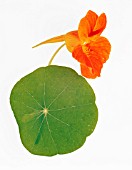 TROPAEOLUM MAJUS, NASTURTIUM