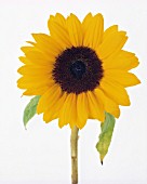 HELIANTHUS ANNUS, SUNFLOWER