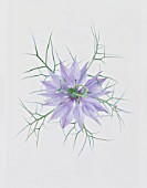 NIGELLA DAMASCENA, LOVE-IN-A-MIST