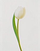 TULIPA, TULIP