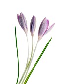 CROCUS, CROCUS