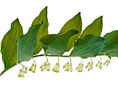 POLYGONATUM MULTIFLORUM, SOLOMONS SEAL