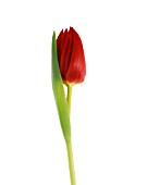 TULIPA, TULIP