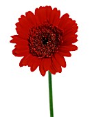 GERBERA, GERBERA