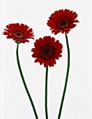 GERBERA, GERBERA