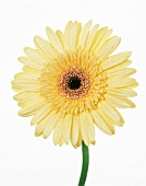 GERBERA, GERBERA