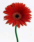 GERBERA, GERBERA