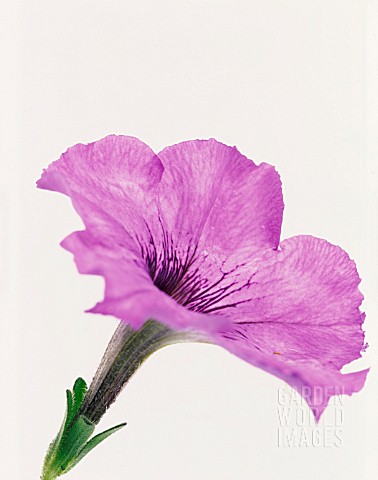 PETUNIA_PETUNIA