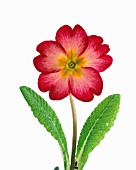 PRIMULA JOKER SERIES, PRIMULA, PRIMROSE