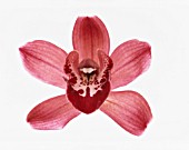 CYMBIDIUM, ORCHID