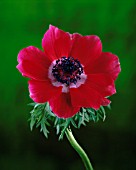 ANEMONE CORONARIA DE CAEN, ANEMONE