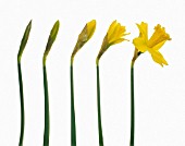 NARCISSUS, DAFFODIL