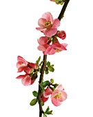CHAENOMELES, FLOWERING QUINCE, JAPANESE QUINCE