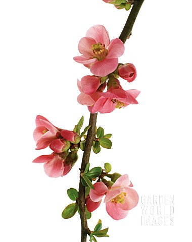 CHAENOMELES_FLOWERING_QUINCE_JAPANESE_QUINCE