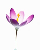 CROCUS VERNUS, CROCUS