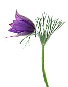 PULSATILLA VULGARIS, PASQUE FLOWER