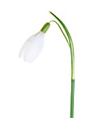 GALANTHUS NIVALIS, SNOWDROP