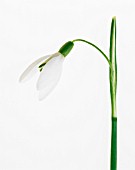 GALANTHUS NIVALIS, SNOWDROP